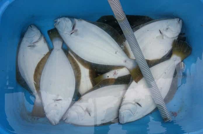 積丹NANAでのヒラメの釣果