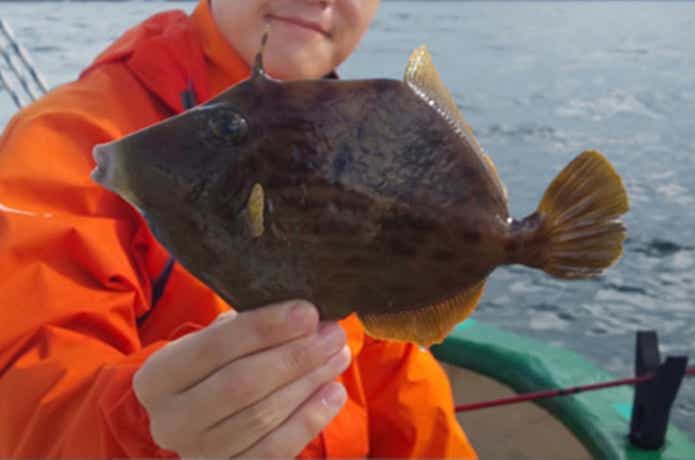 島きち丸でのカワハギの釣果