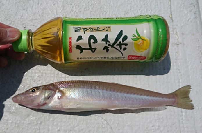 島きち丸でのシロギスの釣果