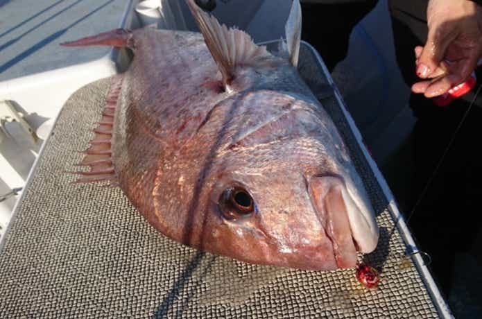 広布号で釣れたマダイ