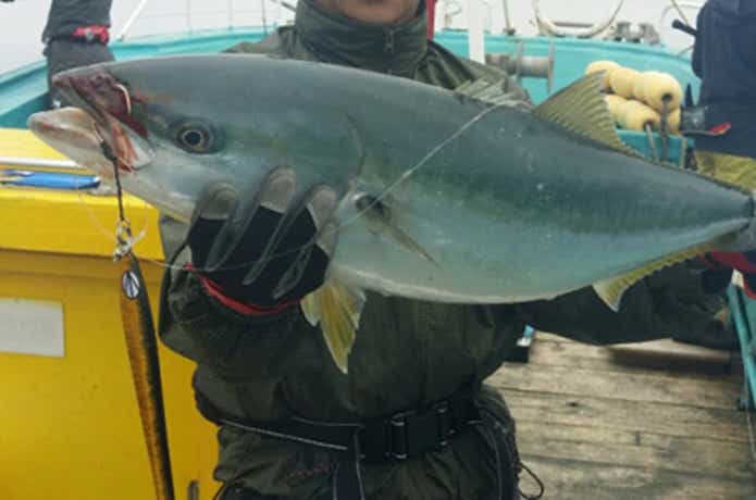 積丹NANAでのブリの釣果