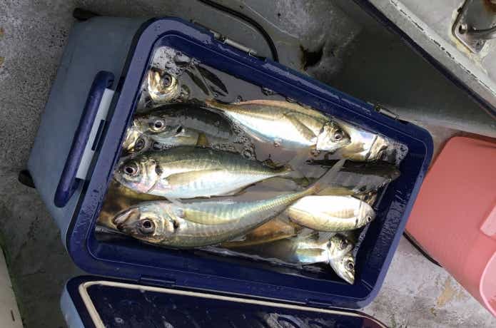 島きち丸でのアジの釣果