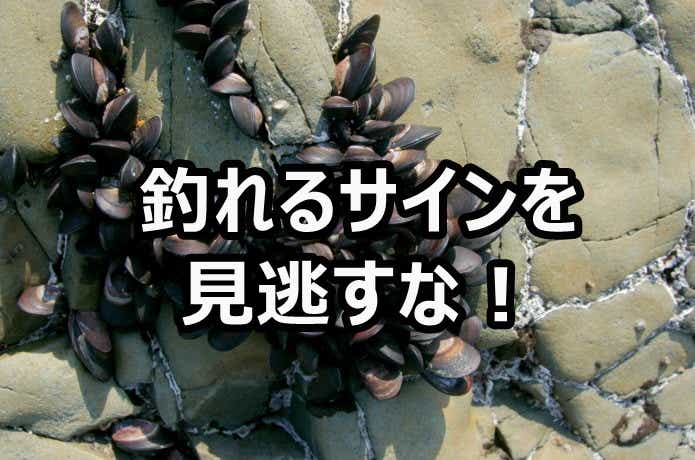 堤防・漁港でのポイント