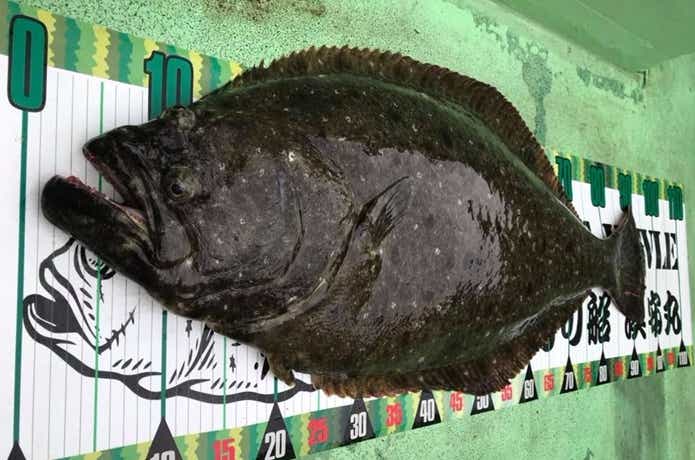 漁安丸で釣れたヒラメ