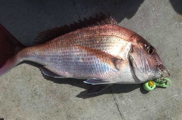 漁安丸でのタイラバの釣果