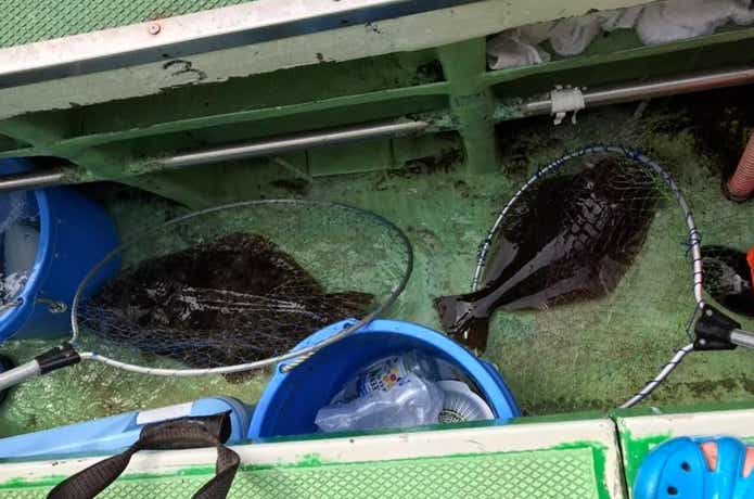 漁安丸での釣果