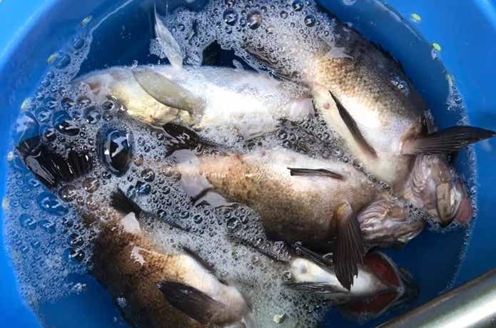漁安丸での釣果
