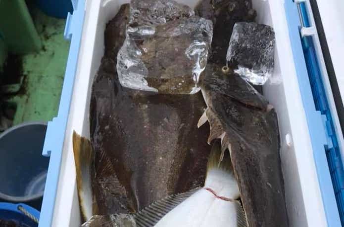 漁安丸での釣果