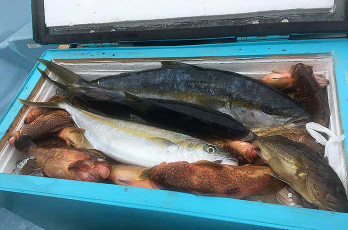 落とし込み釣り 釣果
