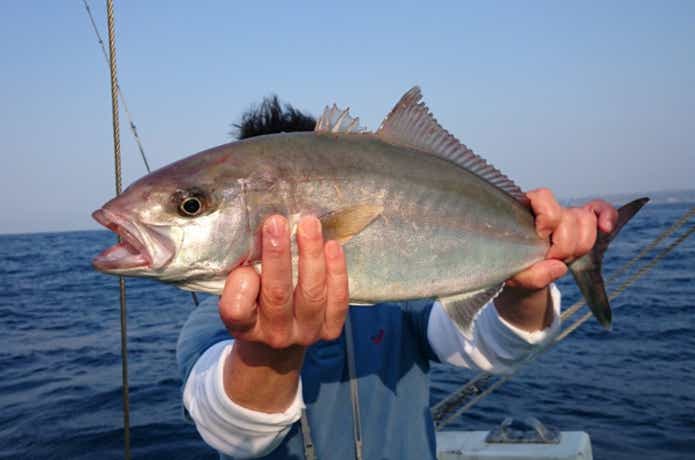良幸丸で釣れたカンパチ