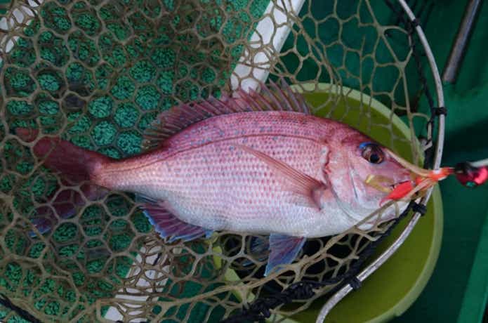 良幸丸でのタイラバの釣果