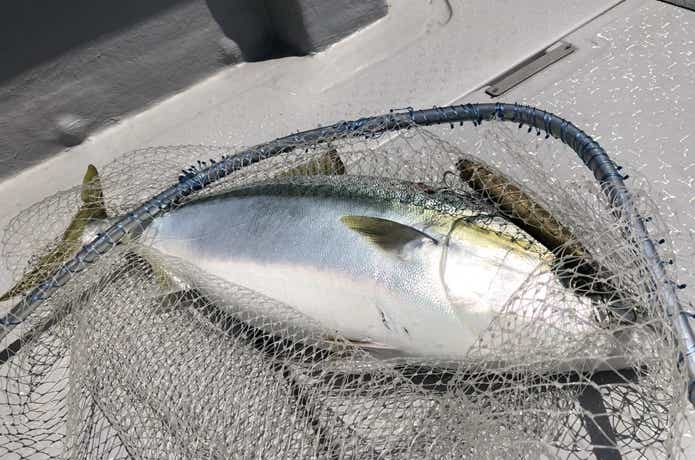 サンタで釣れた青物