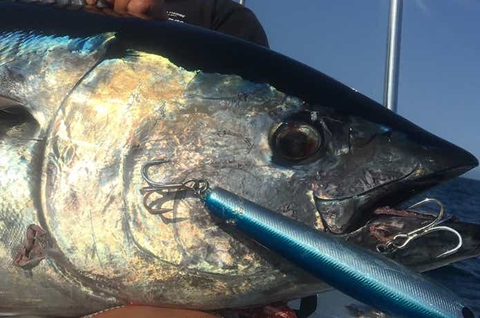 サンタで釣れたマグロ