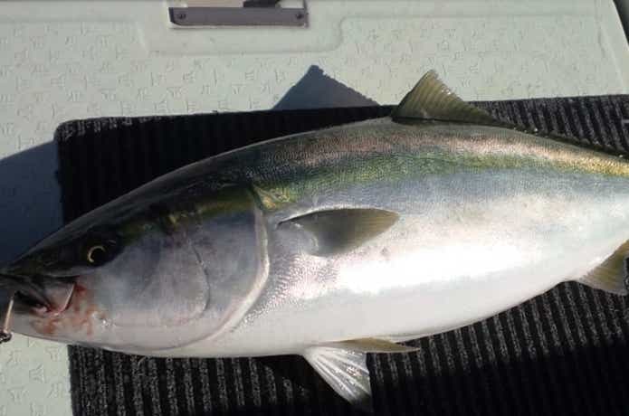サンタで釣れたブリ