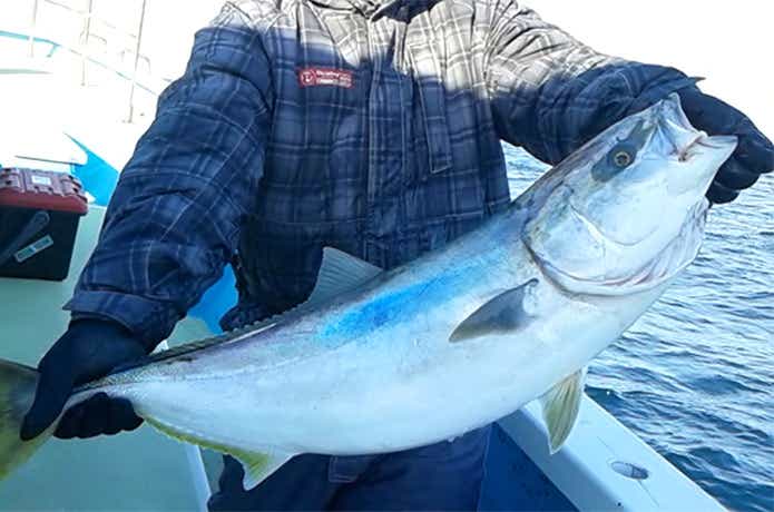 さわ浦丸での青物の釣果