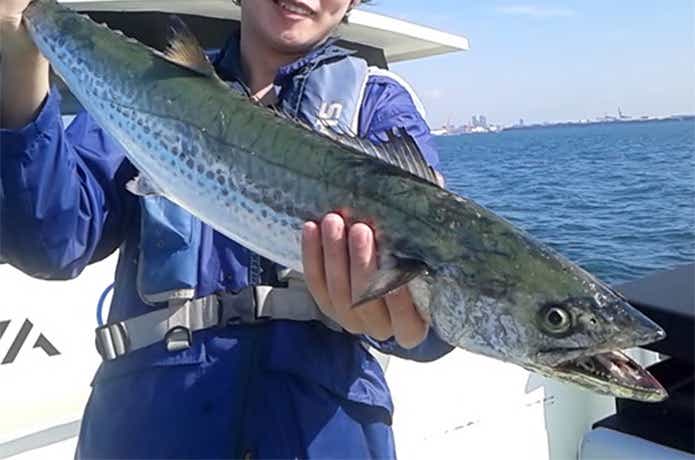 さわ浦丸でのサワラの釣果
