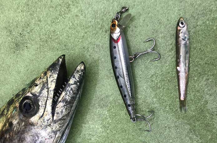 さわ浦丸でのサワラの釣果