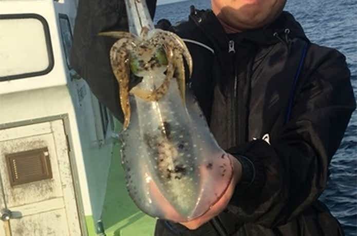相洋丸でのティップランの釣果