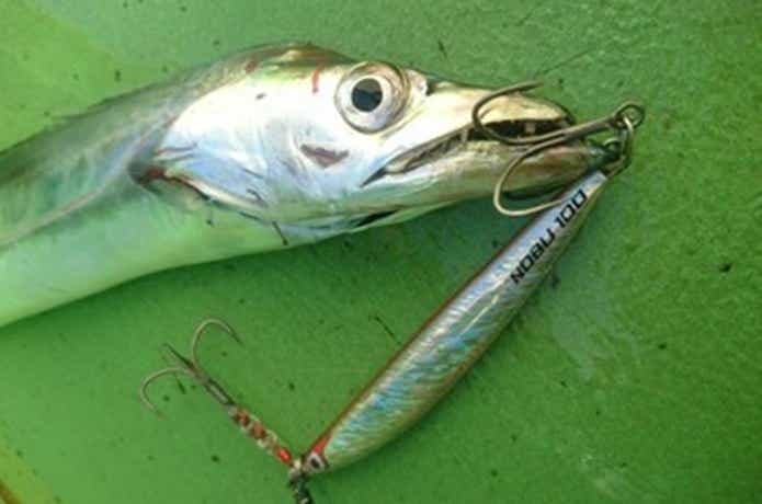 渡辺釣船店でのタチウオの釣果