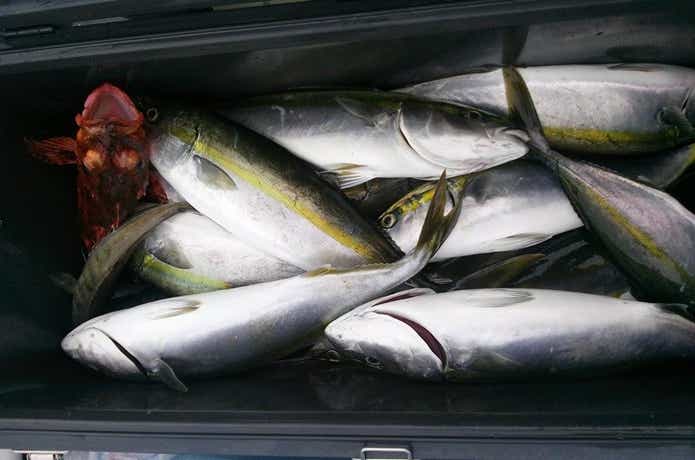 シーモンキーでの青物の釣果