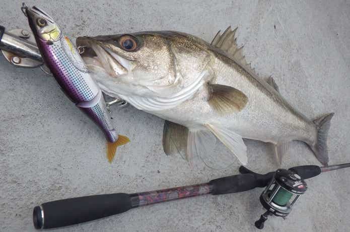 ノットイナフでのシーバスの釣果