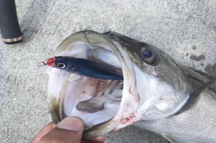 シーバスリーダーは釣果にも影響する？