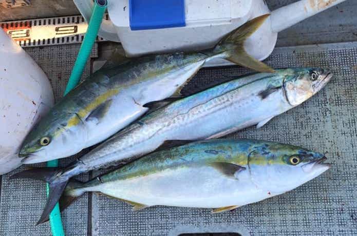 シーモンキーでの釣果