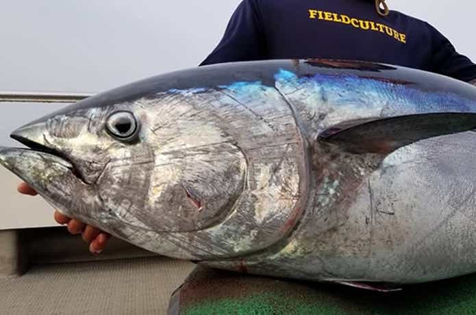ワイズでのマグロの釣果