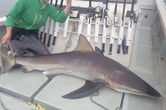ノットイナフで釣れたサメ