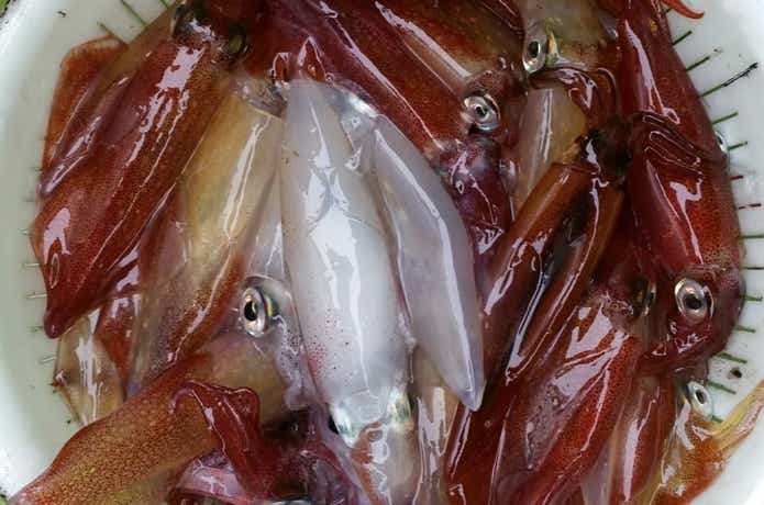 長三朗丸のイカの釣果