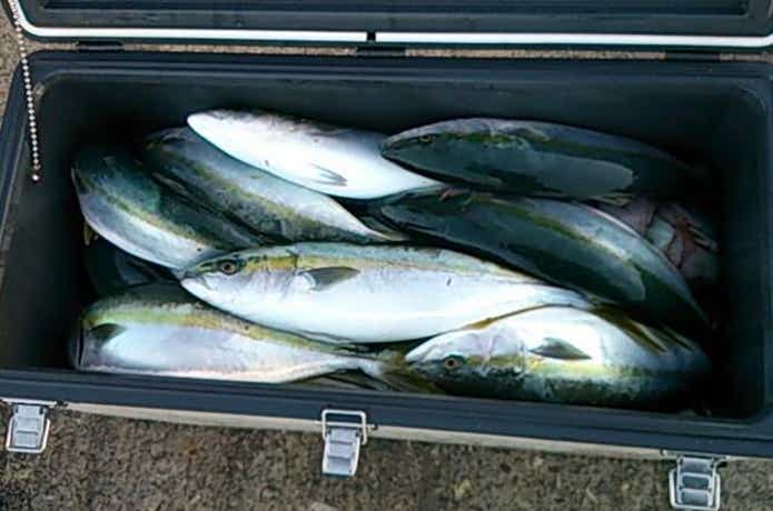 シーモンキーでの青物の釣果