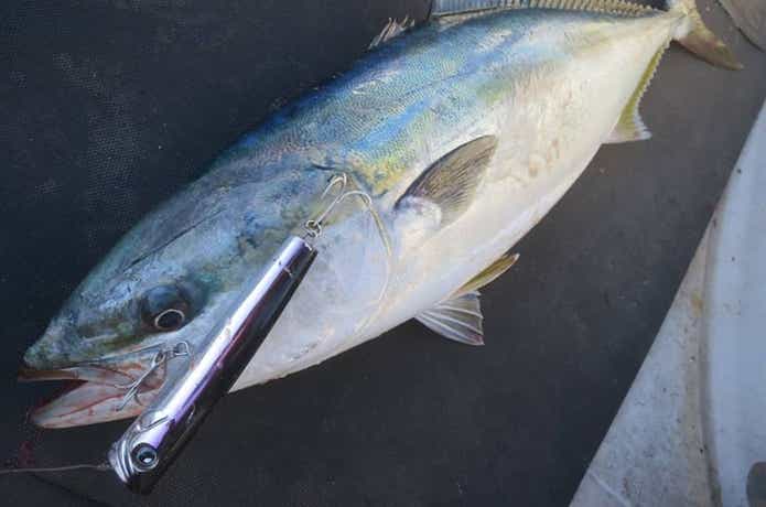 ブルーズでの青物の釣果