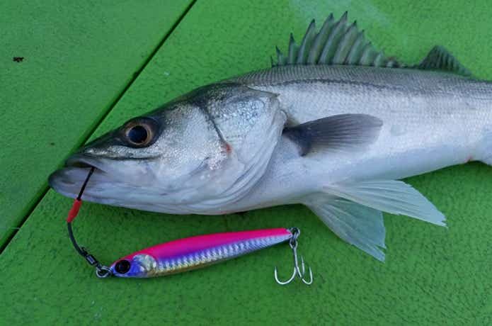 ボートシーバスでの釣果