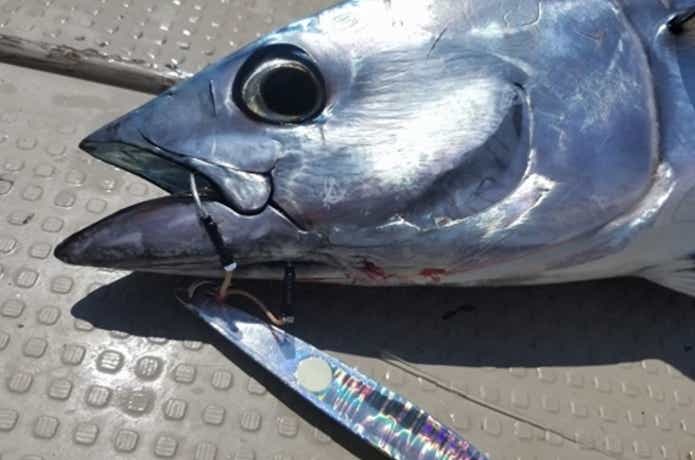 ワイズでのマグロの釣果