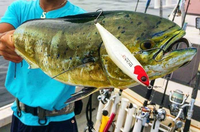 ノットイナフで釣れたシイラ
