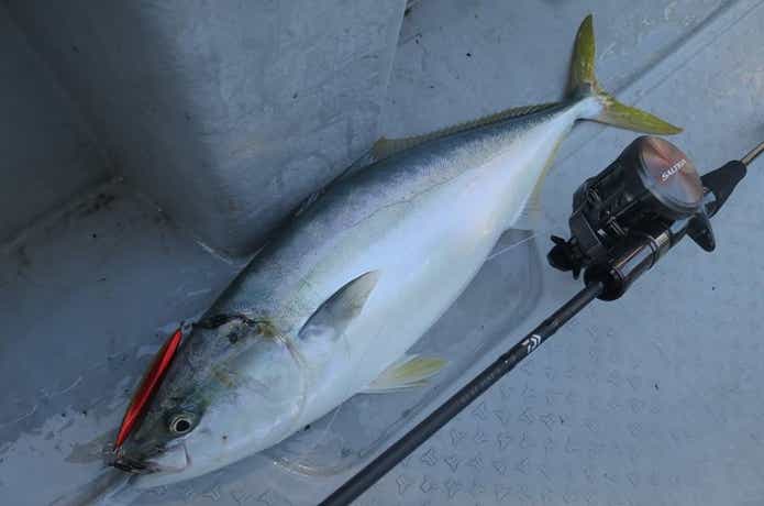 ブルーズでの青物の釣果