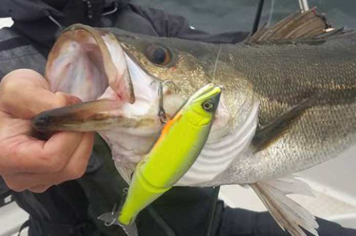ストライカーで釣れたシーバス