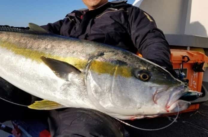 ワイズでのヒラマサの釣果