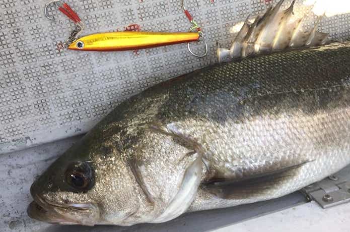 シーモンキーでのシーバスの釣果