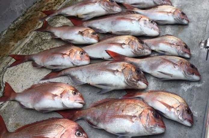 金栄丸でのタイの釣果