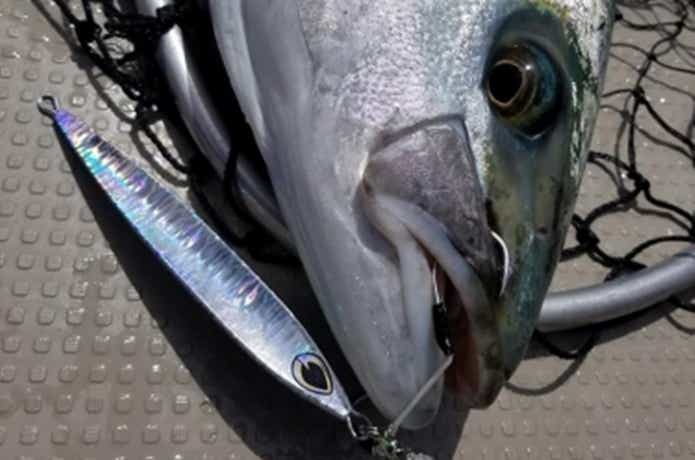 ワイズでのヒラマサの釣果