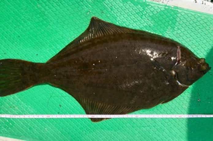 えびす屋での釣果