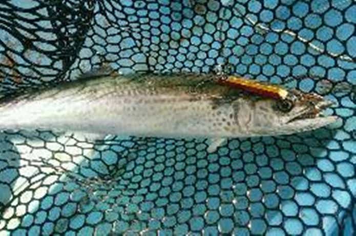 ジャーク忠丸で釣れたサゴシ