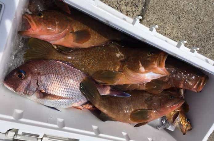 金栄丸での釣果