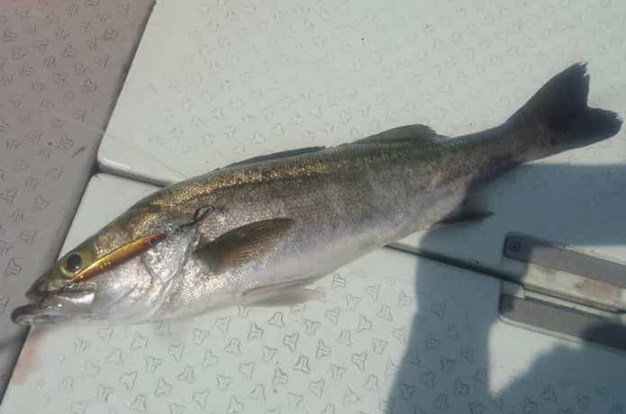 ブルーズでのシーバスの釣果
