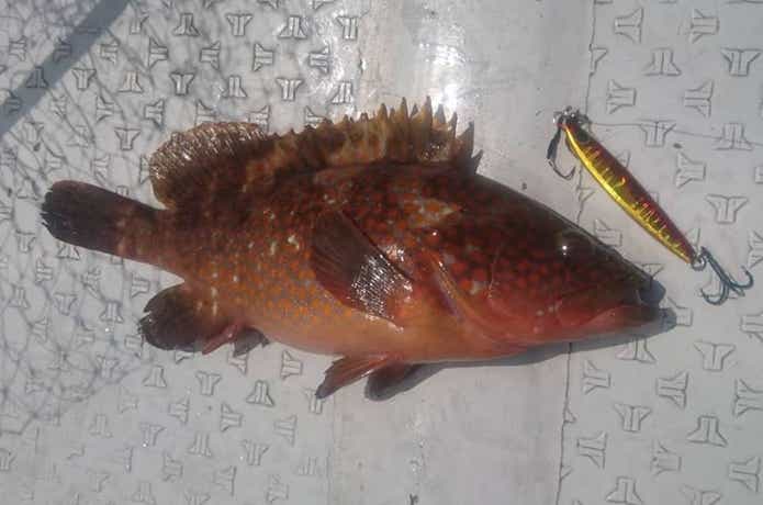 ブルーズでの根魚の釣果