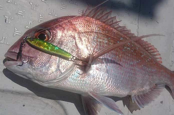 ブルーズでのマダイの釣果