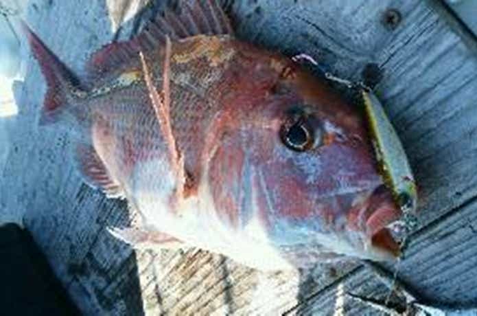 ジャーク忠丸で釣れたマダイ