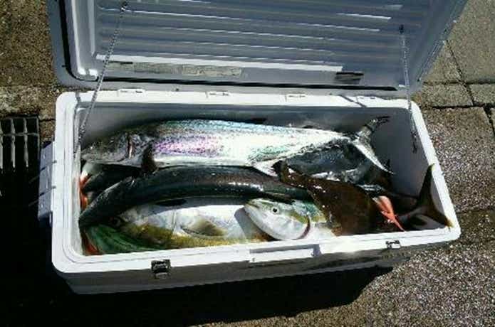 ジャーク忠丸での青物の釣果