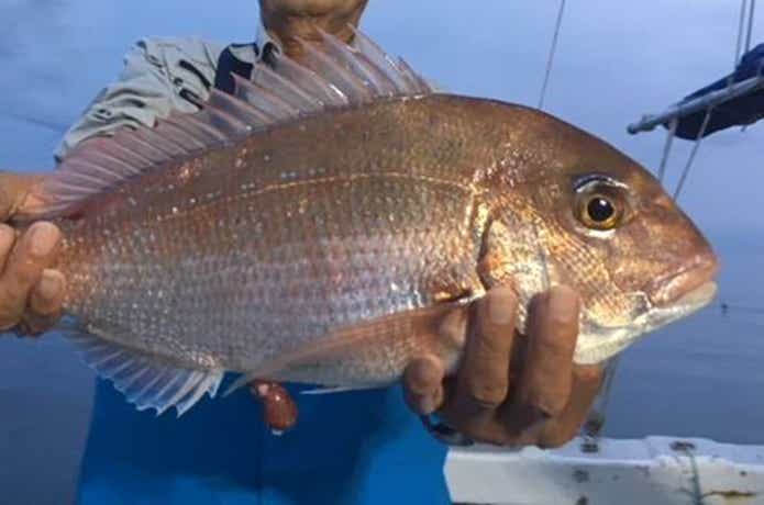 金栄丸でつれたマダイ